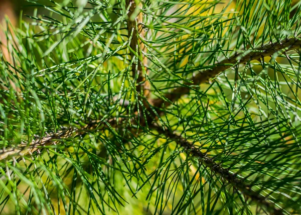 İğne yapraklı ağaç şube