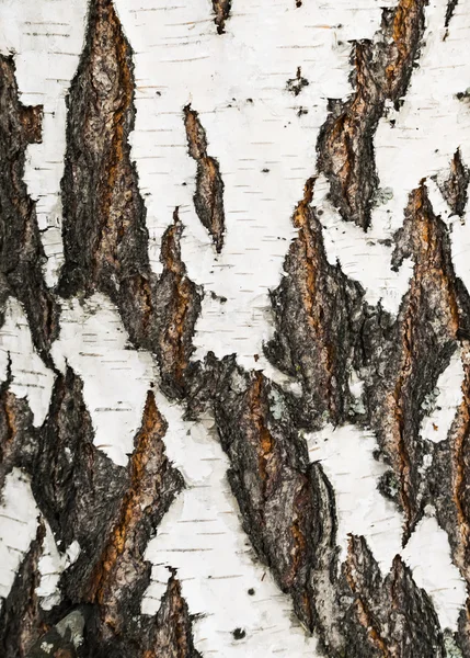 Huş ağacı, ağaç kabuğu dokusu.