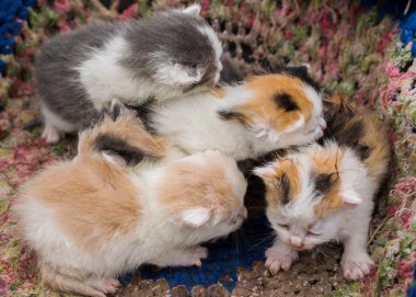 Halının üstünde newborn yavru kedi.