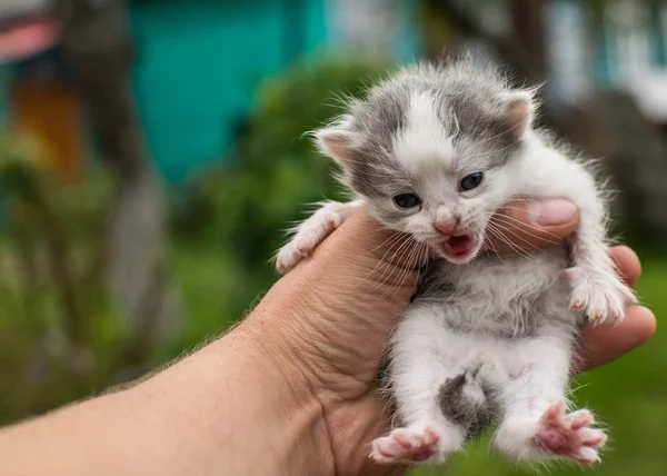 Little kitten in his hand. — Stock Photo, Image