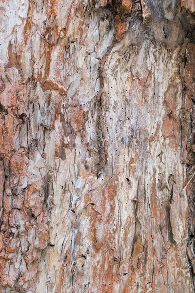 Eski bir çam ağacının kabuğu dokusu.