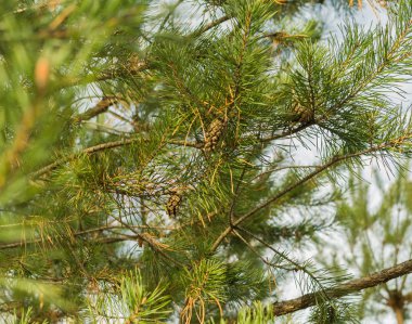 kozalaklı çam dalı.