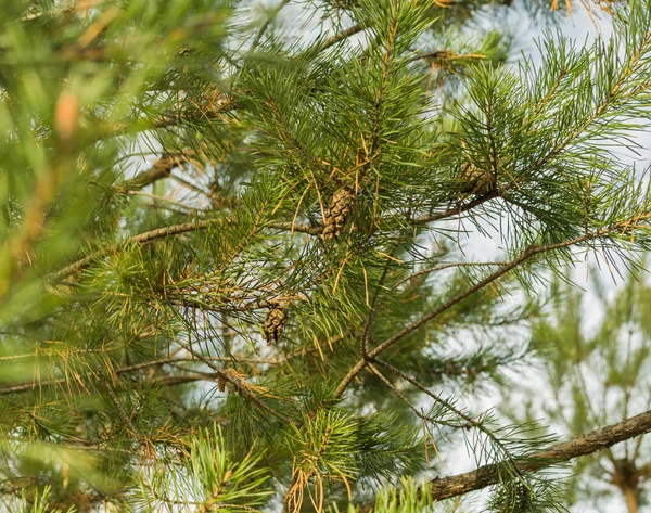 kozalaklı çam dalı.