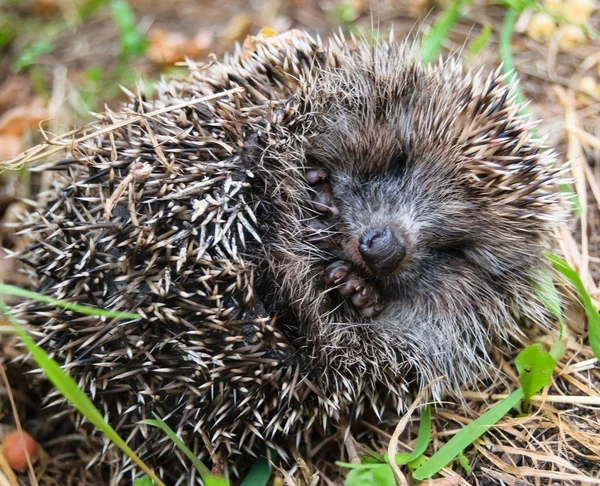 Komik kirpi içinde bir top kıvrılmış uyur.