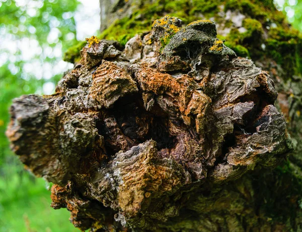 Noeud texturé dans l'écorce d'un arbre.Gros plan . — Photo