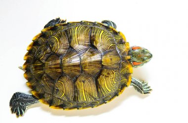 Beyaz arka plan üzerinde izole kırmızı kulak kaplumbağa. Üstten Görünüm.