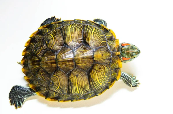 Tortue oreille rouge isolée sur fond blanc. La vue du haut . — Photo