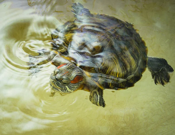 Tortuga de orejas rojas nada en el agua . —  Fotos de Stock