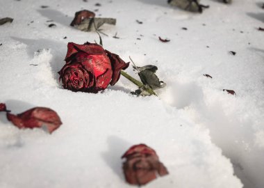 Kar üzerinde eski kırmızı gül yalan.