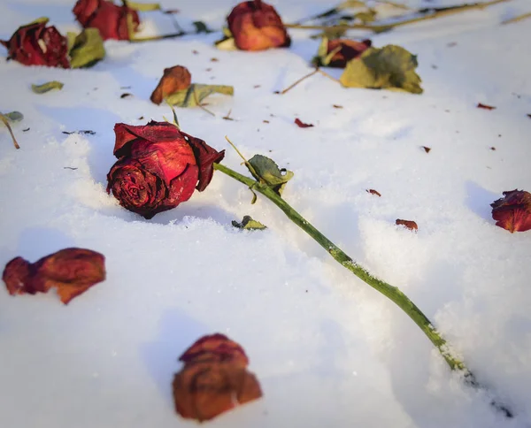 Старая красная роза, выброшенная в снег . — стоковое фото