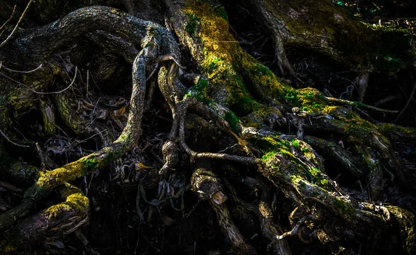 Prolínání kořeny stromů s mechem. — Stock fotografie