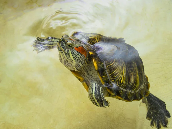 Tortuga de orejas rojas ha aparecido en el agua superficial . —  Fotos de Stock