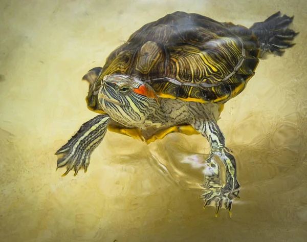 Tortuga de orejas rojas flota en la superficie del agua . —  Fotos de Stock