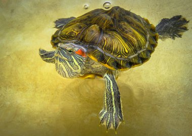 Turtle swims in the water top view. clipart