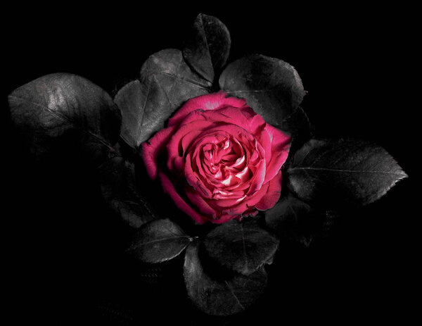 One pink rose flower on a black background close-up, top view. Mysterious, mysterious flower. Stands out against a gloomy background.
