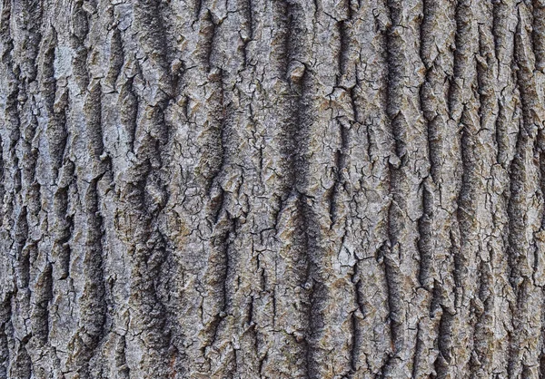 木の樹皮の質感 樹皮で作られた抽象的な背景 閉じろ — ストック写真