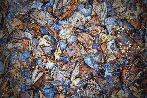 地面に様々な乾燥した葉 抽象的な背景 上からの眺め 閉じろ — ストック写真