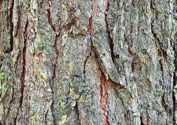 Υφή Φλοιού Δέντρου Πάιν Αφηρημένο Φόντο Από Φλοιό Δέντρου Κλείσε — Φωτογραφία Αρχείου