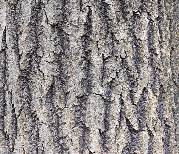 Ağaç Kabuğu Dokusu Ağaç Kabuğundan Yapılmış Soyut Bir Arkaplan Kapat — Stok fotoğraf