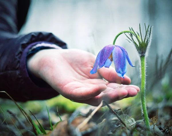 Bir kadının eli narin bahar çiçeğine uzanır. Pulsatilla vulgaris. Yaklaş. Aşk, koruma ve bakım kavramı.