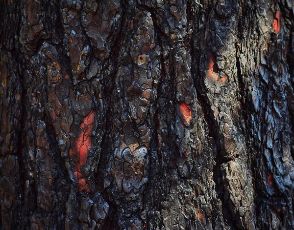 樹皮の質感 樹皮で作られた抽象的な背景 閉じろ — ストック写真