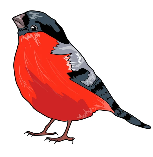 Uccello bullfinch addome rosso — Foto Stock