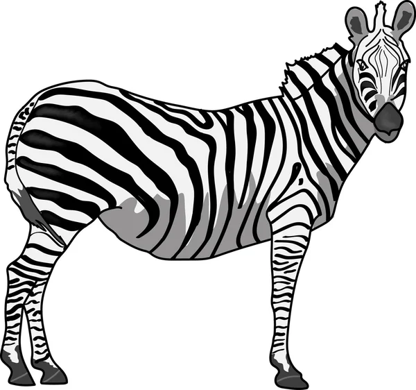 Zebra profile vector — Stock Photo, Image