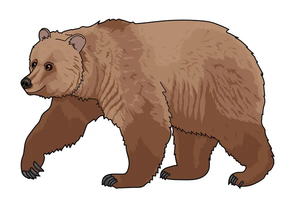 Urso marrom no perfil Fotografias De Stock Royalty-Free