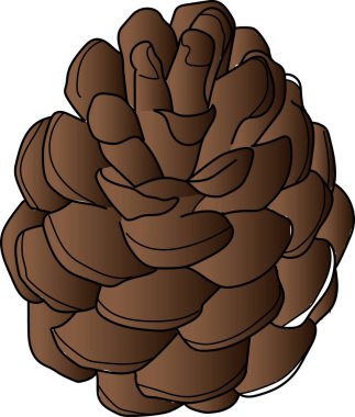 kahverengi çam kozalağı