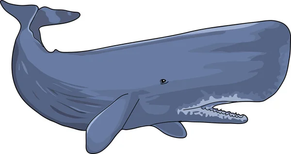Imagem cachalote de mamífero marinho Fotografia De Stock