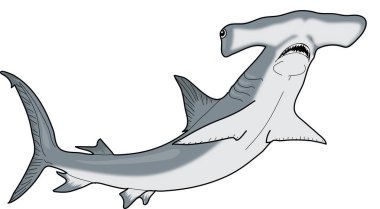 Resim balık çekiç