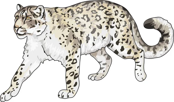 Resim kar leoparı