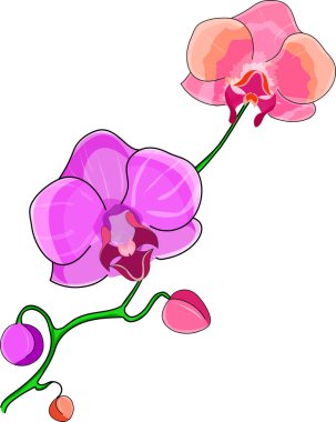çiçek bir orkide.
