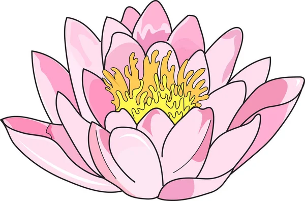 çiçek lotus