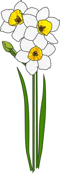 Flower a Narcissus — Stock Photo, Image