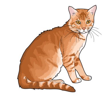 Resim çizilmiş kedi evde beslenen hayvan