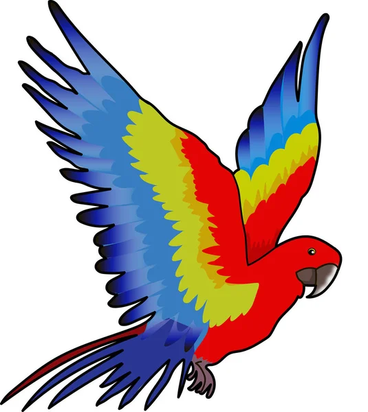 Uccello colorato pappagallo — Foto Stock