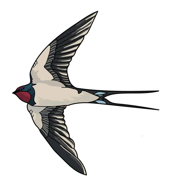 Repülő fecske madár Stock Kép
