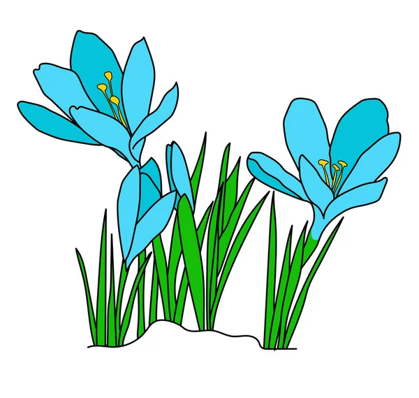  çiçekler mavi crocuses. mavi crocuses çiçek