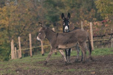 Donkey countrylife in a farm clipart