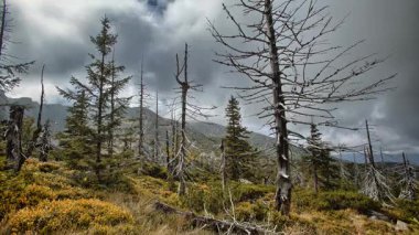 Büyülü gökyüzü ile hızlandırılmış orman ortamı