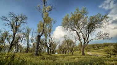 Hızlandırılmış ağaç ve bulutlar