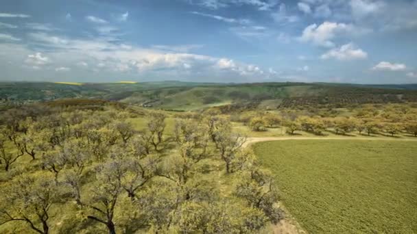 Time-Lapse z drzew migdałowych — Wideo stockowe