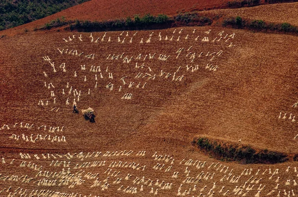 A farmer is reaping at a wheat field, with a horse trailer. — Stock Photo, Image