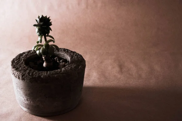 Succulent in a flower pot — Stock Photo, Image