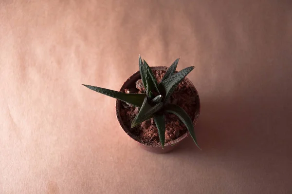 Liten hawortia succulent – stockfoto