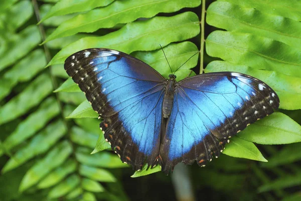 Blauer Schmetterling auf grünen Blättern. — Stockfoto