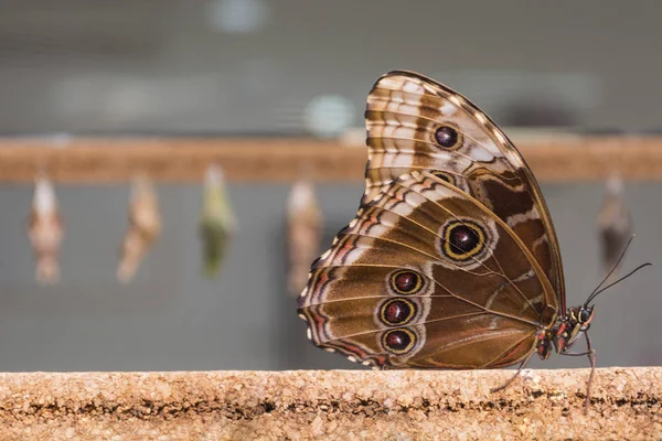 Zbliżenie: brązowy motyl. — Zdjęcie stockowe