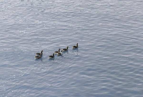 Grupo de patos en el agua . — Foto de Stock