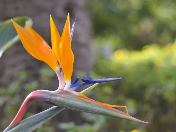 Yakın çekim çiçek cenneti.